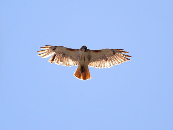 Male Red-tailed Hawk flying over Washington Square Park