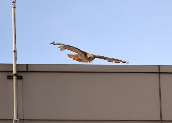 Red-tailed Hawk diving to Washington Square Park