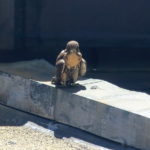 Hawk fledgling sitting on NYU cogeneration plant