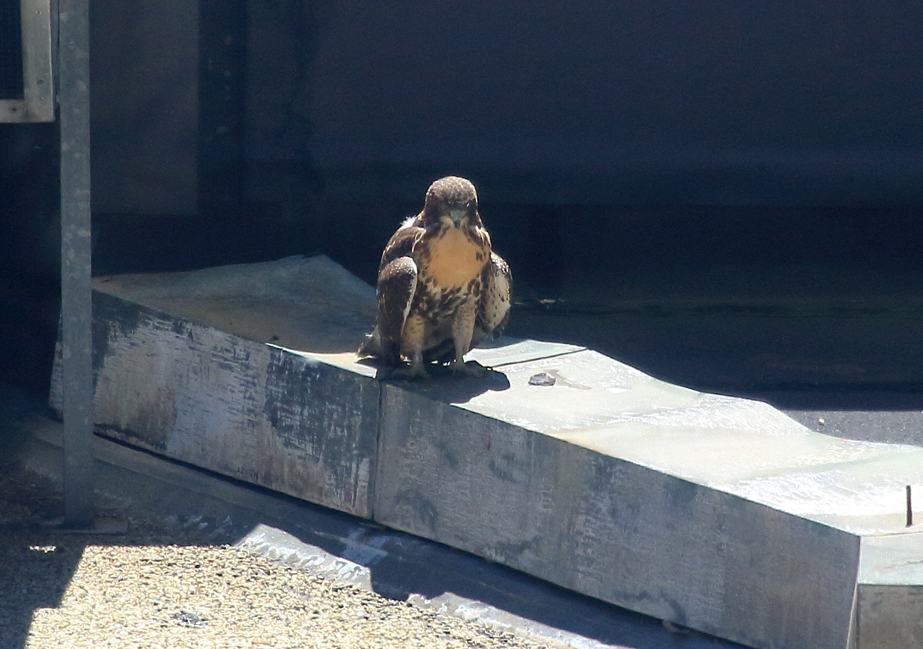 Hawk fledgling sitting on NYU cogeneration plant
