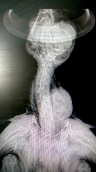 Fledgling Red-tailed Hawk X-Ray detail