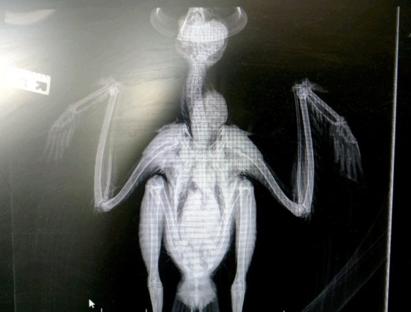 Fledgling Red-tailed Hawk X-Ray