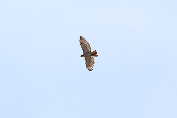 Juno the Red-tailed Hawk flying