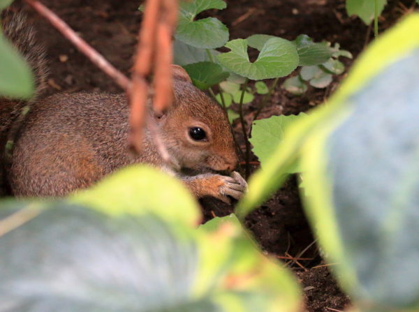 Washington Square Park squirrel eating