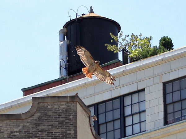 Sadie Hawk flying along NYC buildings
