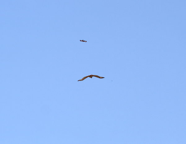 Mockingbird chasing Sadie Hawk