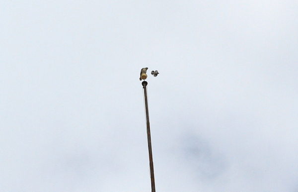 bird harassing Hawk on flag pole