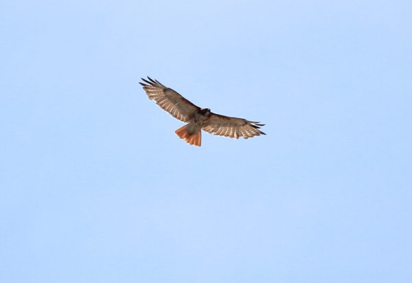 Sadie Hawk flying