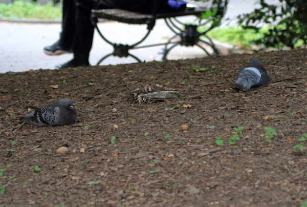 Pigeons lying down near dead body