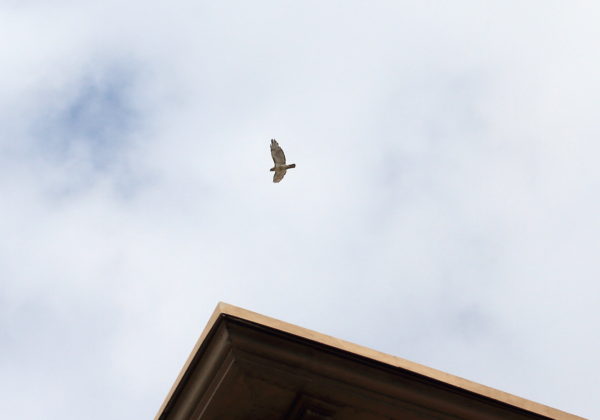 Juno flying over NYU building