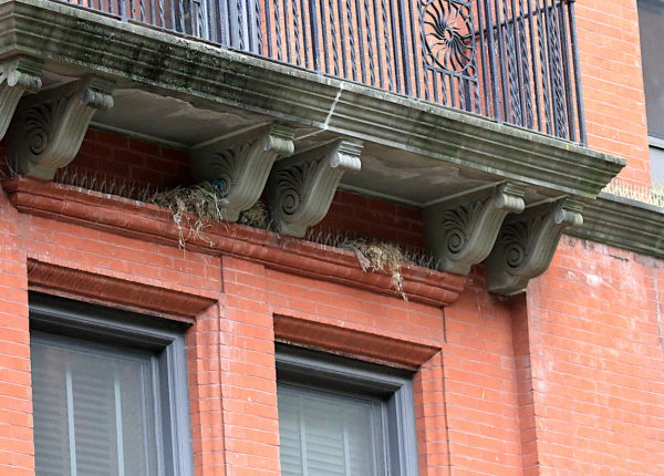 sparrow nests on NYC pigeon spikes