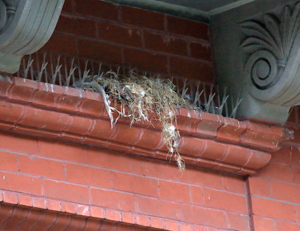 sparrow nest on NYC pigeon spikes