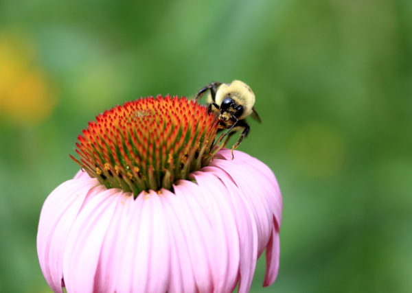 bee collecting pollen from a park flower