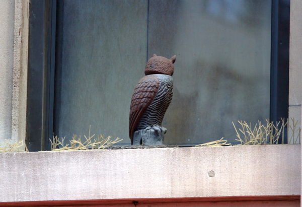 owl scare crow on NYC window sill