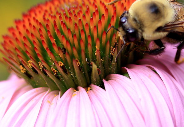 bee kicking up flower pollen