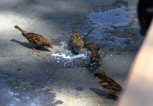 sparrows surrounding spilt milk puddle on park path