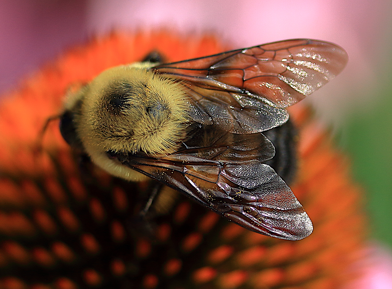 detail of furry bee and wings