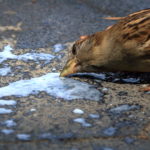sparrow drinking milk