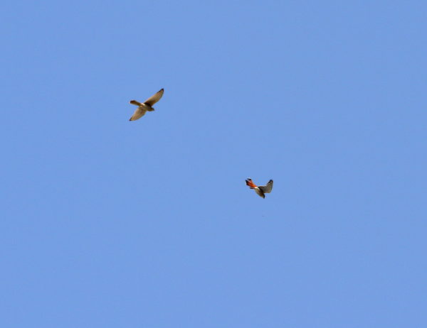 Kestrels chasing each other in midair