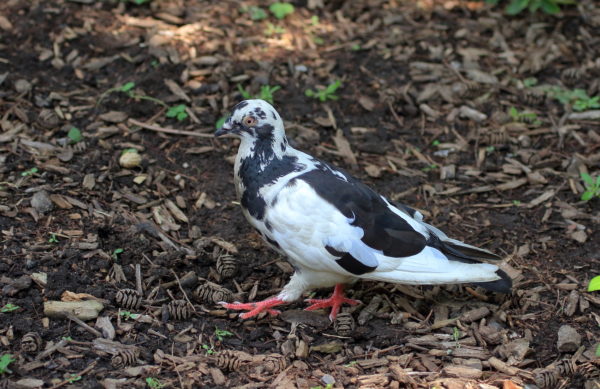 black and white pigeon walking on Washington Square Park lawn