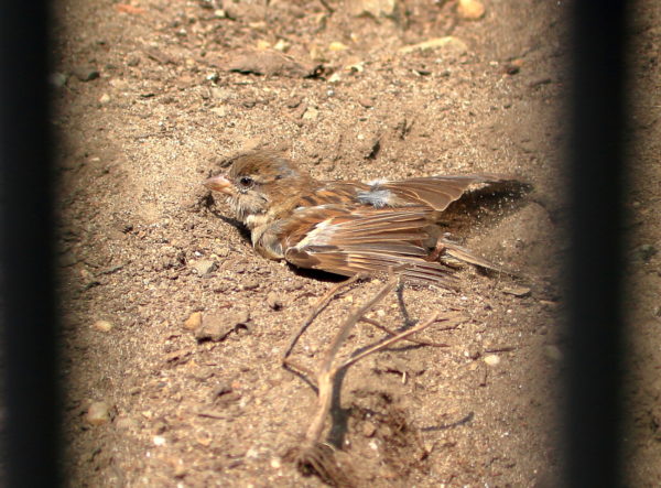sparrow having a sand bath