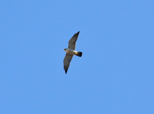 Peregrine Falcon flying over NYC