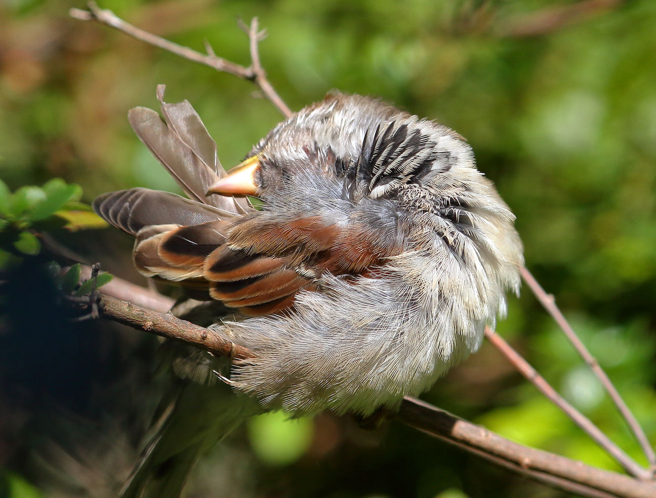 Sparrow preening wing feathers