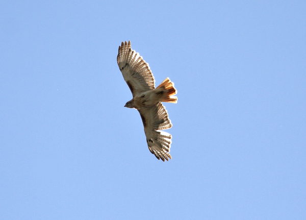 Hawk circling over Washington Square Park
