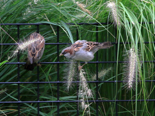 Sparrows eating grass seed
