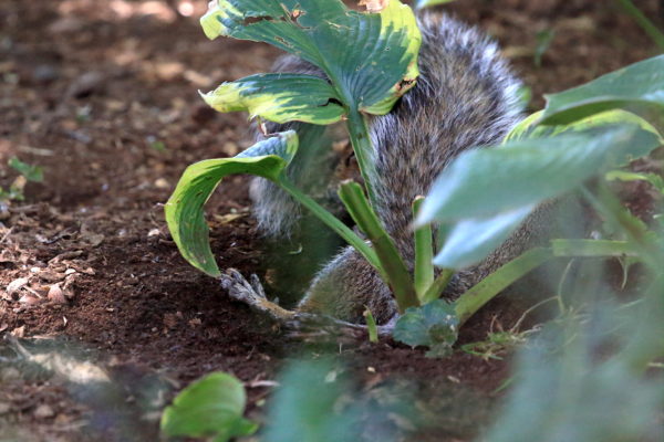 Squirrel playing in Washington Square Park plant