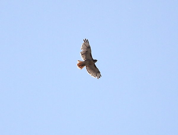 Juno Red-tailed Hawk circling