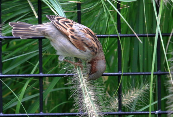 Sparrow eating Washington Square Park grass seed