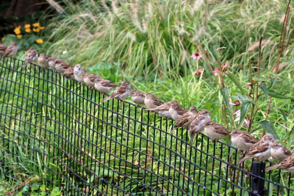 Sparrows lined up on a park fence