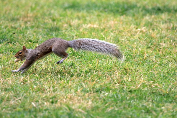 Squirrel running across park lawn with peanut in his mouth