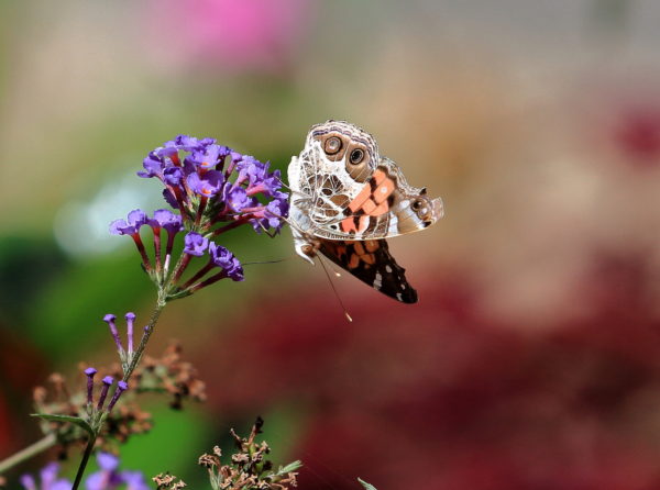 American Painted Lady butterfly on plant