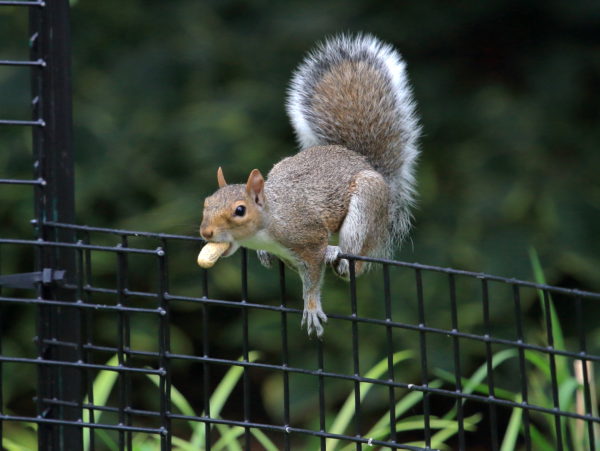 Squirrel on fence with peanut in his mouth