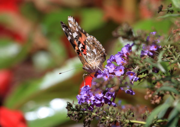 American Painted Lady butterfly on purple plant