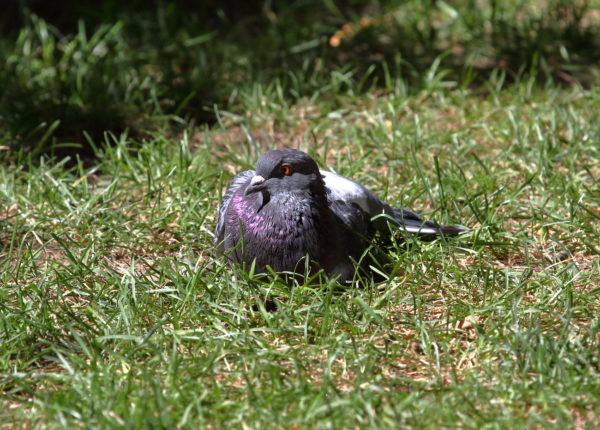 pigeon resting on Washington Square Lawn