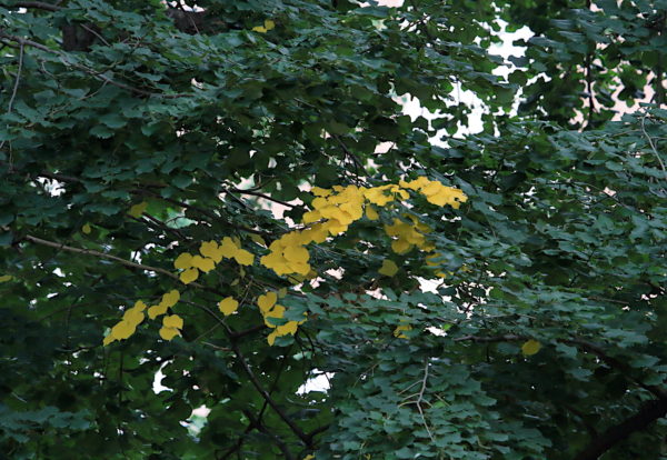 Yellow gingko leaves Washington Square Park