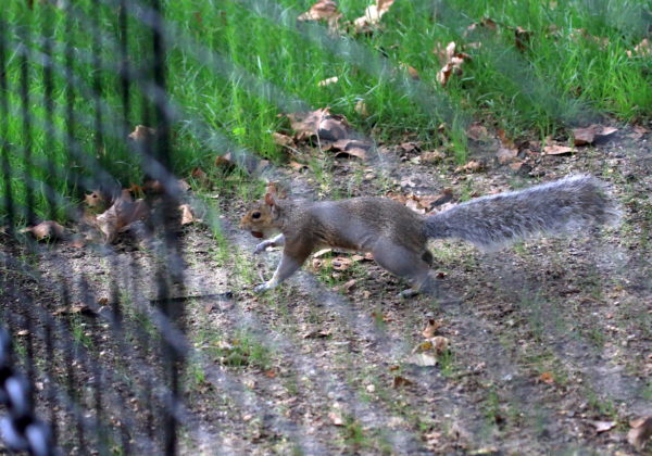 running park squirrel with nut in his mouth