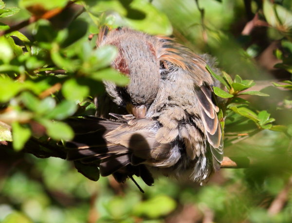 Sparrow preening tail feathers