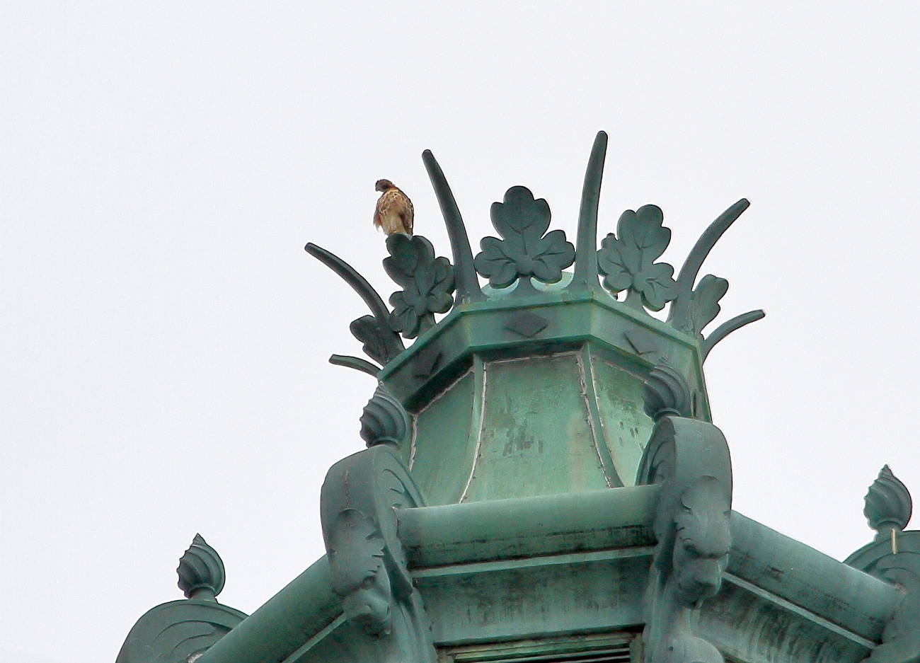 Sadie Red-tailed Hawk sitting on Con Edison tower